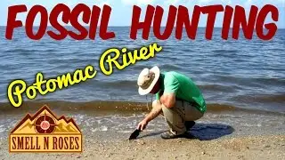 Hunting Shark Teeth on the Potomac River