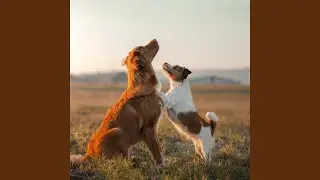 Soft Echoes for Pets