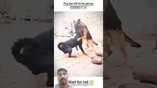 viral Hulk dog #animals #funny #pets #pitbull #cat #duet #dog #youtubeshorts #cute #angrytiger
