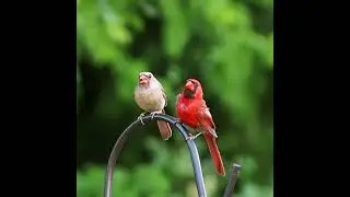 Male and Female Cardinal Share a Kiss - #shorts