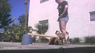 Positive and Reward based training