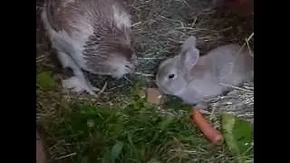 Champis shares food with Gullina