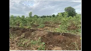 Taiwan trees Pruning - Jama Thota farming -Growth- Natural Compost- Taiwan guava cultivation part 2