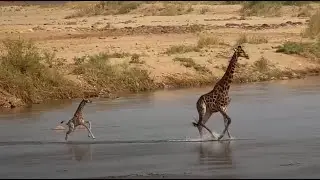 Mom giraffe and her calf cross the Olifants River - africam - explore.org
