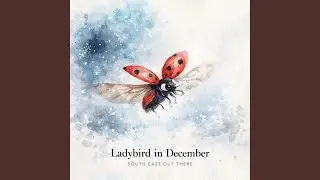 Ladybird in December (Sunset Version)