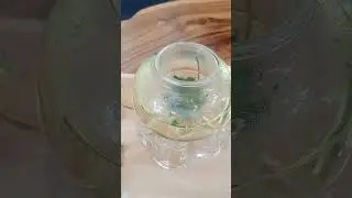 High Tea in Hua Hin @cannabis thailand @cannabis tea @medical cannabis #thc @marijuana