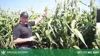 Видеоролик о продукции Sorghum Partners&reg; &mdash; SP1727 MS BMR