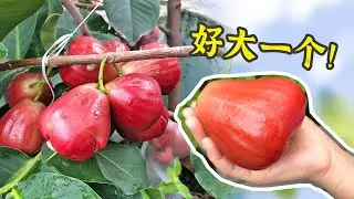 在楼顶种了棵莲雾，果子多到吃不完！