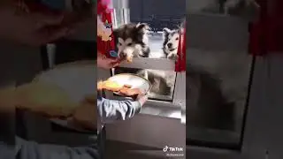 Tiktok Dog Painting