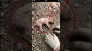 We Found a Tiny Pig... You Wont Believe How Big She Gets 🐽🐖