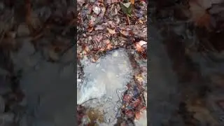 Creek adventure must watch PURE content
