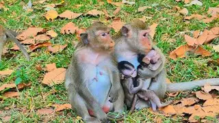 Hugging their beloved baby monkeys, they are so happy together 