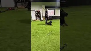 Being attacked by a Dutch Shepherd