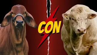 Brahman Con Charolais: El Cruce Perfecto para Ganader&iacute;a Exitosa