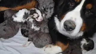 Denali Layla Mini Bernedoodle Litter