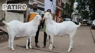 Heaviest patire Goat's in dewas murtuza bhai