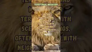 Understanding #Lion Behavior: Hunting #shorts
