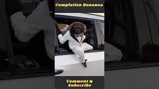 Monkey Business: Hilarious Compilation of Primate Antics #shorts