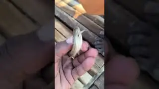 River Fishing | নদীতে টেংরা মাছ ধরা 🐟🔥 #fishing #handfish
