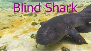 Blind Shark | Animal Analysis | It's Wild Out There! | Subscribe!