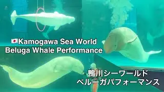 (Japan) Beluga Show at Kamogawa Sea World 鴨川シーワールドベルーガショー パフォーマンス 