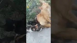 relaxing time☺️(kitten world)🐾(nini,nemo,orange, buttercup)🐾