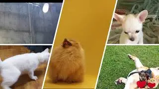 Kidding of Pets That Make Me Feel Happy is the Best Medicine!