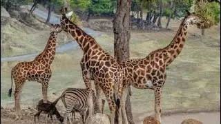 Safari Aitana Costa Blanca Spain||Wildlife and Safari Park