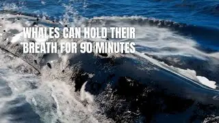 Whales Can Hold Their Breath for 90 Minutes?! 🐋