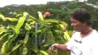 Dragon Fruit Farming