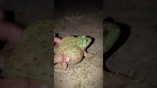 Toad on a funny big frog | Funny frogs Catching | Wep wep catching frogs funny