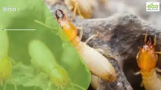 End-of-Lease Pest Control in Perth | Bond-Ready Vacate Treatments