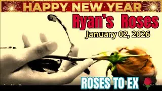 Ryan's Roses January 02, 2026  Roses Ruined the New Year _ Ryan's Roses 2026