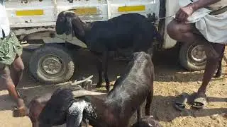 GUDUR FRIDAY GOAT SHEEP MARKET 26