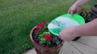 This Miracle Gro All Purpose Plant Food Works Great On My Flowers!