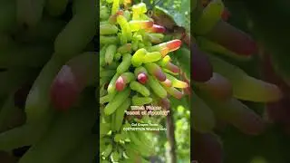 Witch Finger Update 28.5.2025