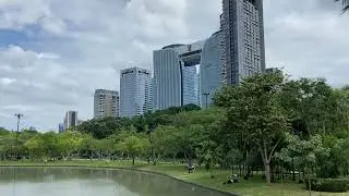 Bangkok - Beautiful tree with white flowers at  Chatuchak Park #bangkok #thailand #chatuchak #nature