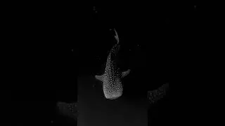 Rare Sighting: Enigmatic White Dotted Shark Caught on Camera! (ViralVibesGuru)