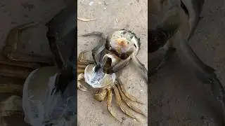 Crab Molting