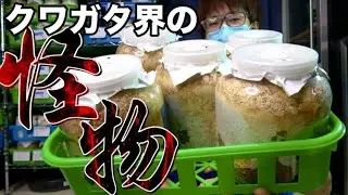 世界トップクラスのクワガタの幼虫が生息する特大ボトルをひっくり返した結果…
