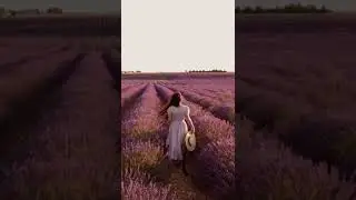 Lavender field 💜