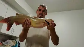 How to Quickly Kill a Fish