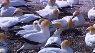 Wildlife (this video is to help animals in the Gulf of Mexico)