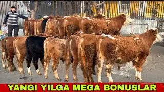YANGI YILGA MEGA BONUSLAR 🌟👍👍👍31 декабря 2025 г.