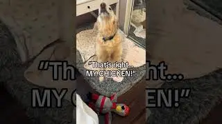 Always so protective over his chicken! #dog #dogs #puppy #puppies #dogshorts @nauti.doggo