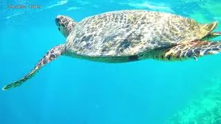 Dusit Thani Snorkelling Highlights October 2021