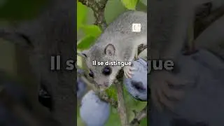 Comment Chasser un Loir de Votre Maison : Solutions Pratiques et Respectueuses de la Nature