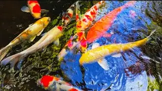 &ldquo;Relaxing Koi Fish ASMR After Feeding | Calm Water Sounds for Stress Relief & Sleep&rdquo;#relaxation#koi 