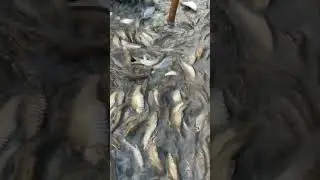 Video Memancing #pendek