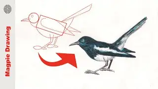 How to Draw a Magpie robin-1 | National bird Drawing Easy Step by Step | Draw step by step